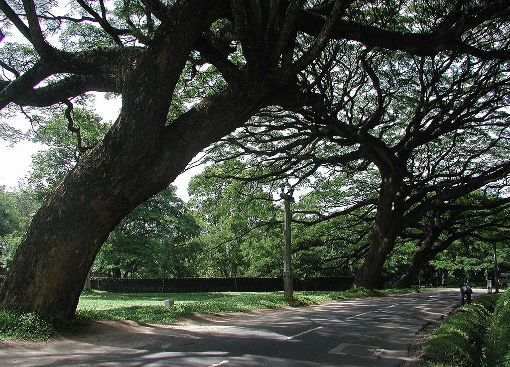 The University of Peradeniya